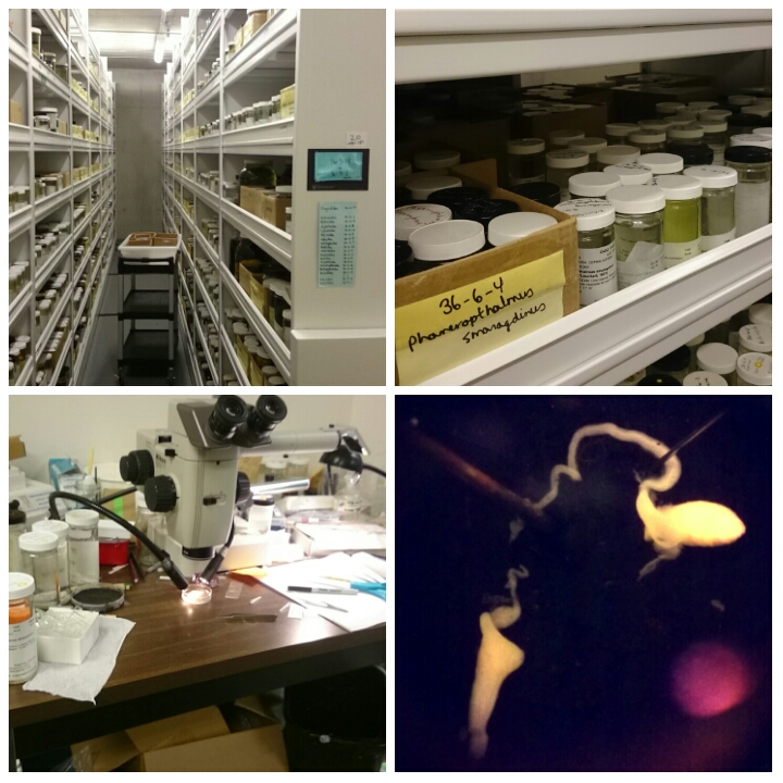 The collections (top), my dissection station (bottom left) and the male reproductive of Phanerophthalmus