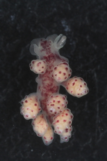 I do "happen" to find some animals *on the lagae as well - here's a beautiful nudibranch, a Doto cf. maculata