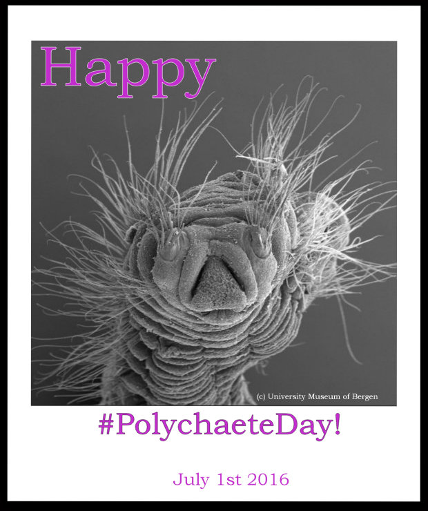 PolychaeteDay