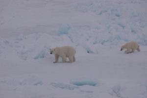 A polar bear mother and cub walking on the top of the sea ice. Photo: AHS Tandberg