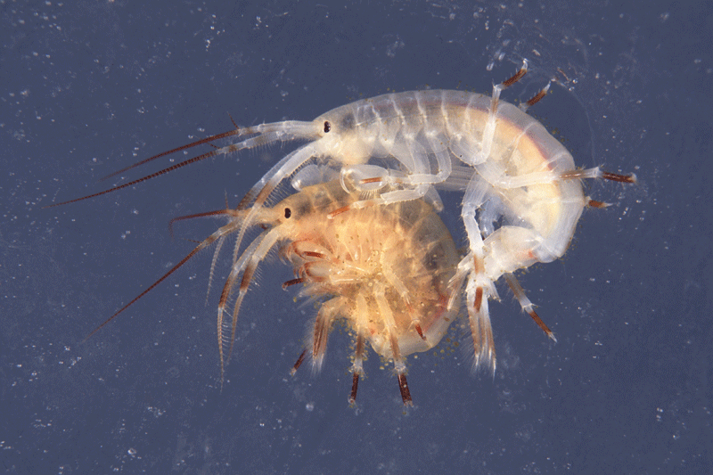 A male (white) Gammarus wilkitzkii holding a female (yellow) Gammarus wilkitzkii. The male is also holding on to the sea-ice with his hind legs. Photo: Bjørn Gulliksen, University of Tromsø and UNIS.
