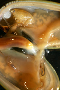 Anonyx affinis (large amphipod, upper left) and Metopa glacialis (small amphipod lower half og mussel) innside a Musculus discors. Photo: AHS Tandberg