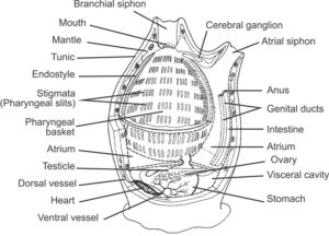 Internal anatomy of a tunicate (Urochordata). Adapted, with permission, from an outline drawing available on BIODIDAC. (Wikipedia)