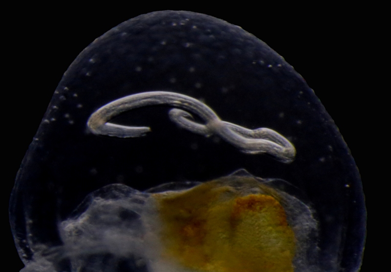 A close-up of 2 showing the parasite embedded in the mesoglea (jelly) of the host. Credit: Aino Hosia.