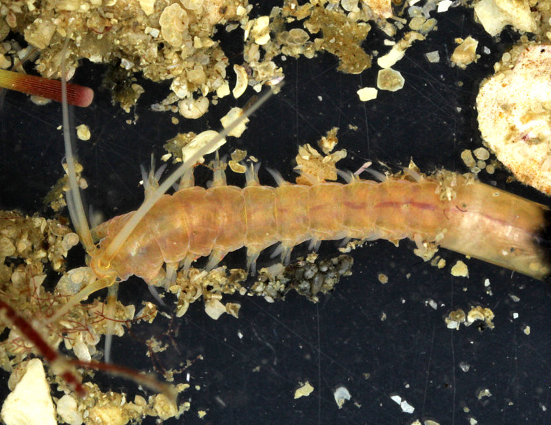 Hyalinoecia tubicola from the North Sea (by K. Kongshavn).