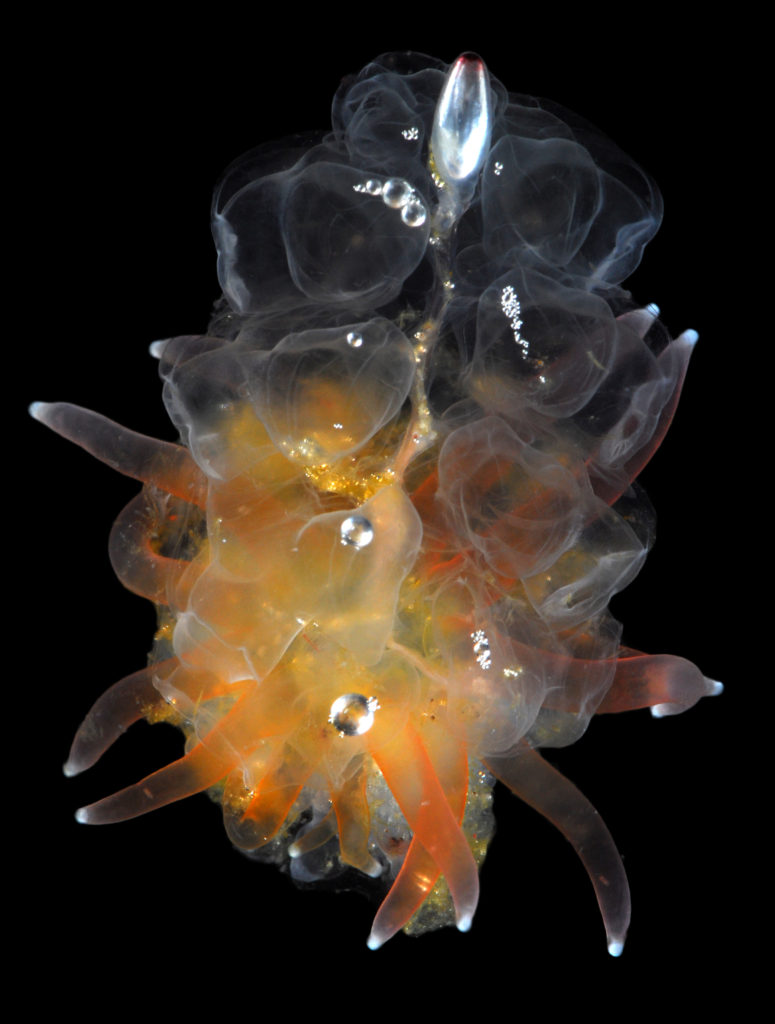 Colony of physonect siphonophore Physophora hydrostatica, aka hula skirt siphonophore. Photo by Aino Hosia (cc-by-sa)