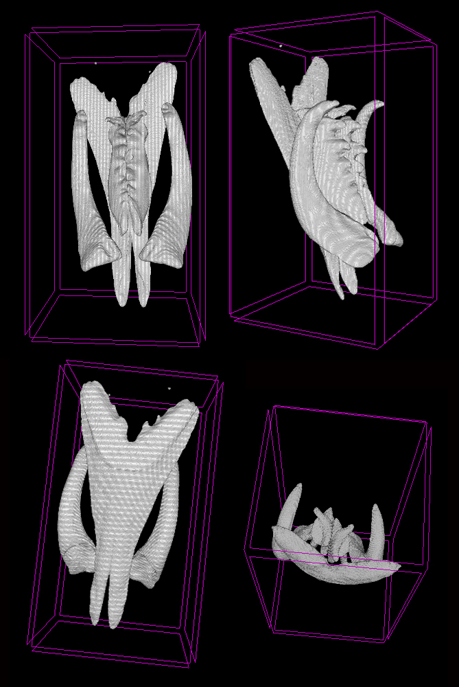 Jaws of Scoletoma fragilis from the White Sea scanned using microCT showing ventral solid mandibles, forceps-like maxillae I and denticulate maxillae II and II, carriers of maxillae are omitted (Photo: P. Borisova)