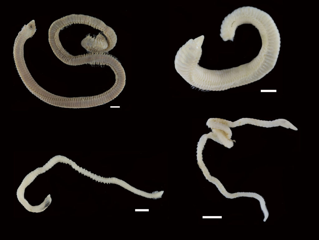 Various Lumbrineridae from West Africa, scale 1 mm (Photos from BOLD).
