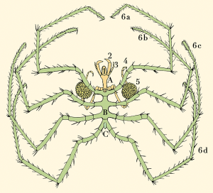 Anatomy of a pycnogonid: A: head; B: thorax; C: abdomen 1: proboscis; 2: chelifores; 3: palps; 4: ovigers; 5: egg sacs; 6a–6d: four pairs of legs Sars, G. O. (1895). An account of the Crustacea of Norway, with short descriptions and figures of all the species. Christiania, Copenhagen, A. Cammermeyer. L. Fdez (LP) – digitization and colouration. - Own work External anatomy of Nymphon sea spider. After G. O. Sars (1895).