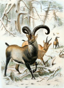The extinct subspecies of the Pyrenean Ibex. (Source Wikipedia)