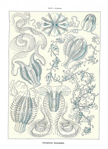 Jelly fishes anf Comb jelly fishes. Illustration: Ernst Haeckel, Kunstformen der Natur 1904, plate 27