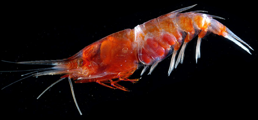 Oplophorus spinosus - a bioluminescent mid water shrimp (Photo: David Shale, MAR-ECO)