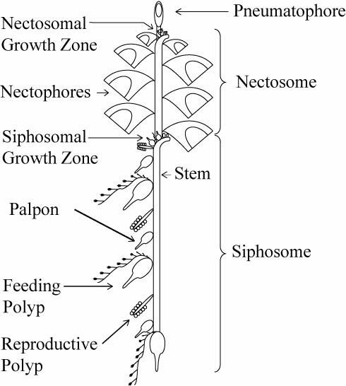 Schematic of a physonect siphonophore. From http://www.siphonophores.org (CC-by-nc-sa)