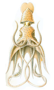 Histioteuthis bonelli by Ernst Haeckel.