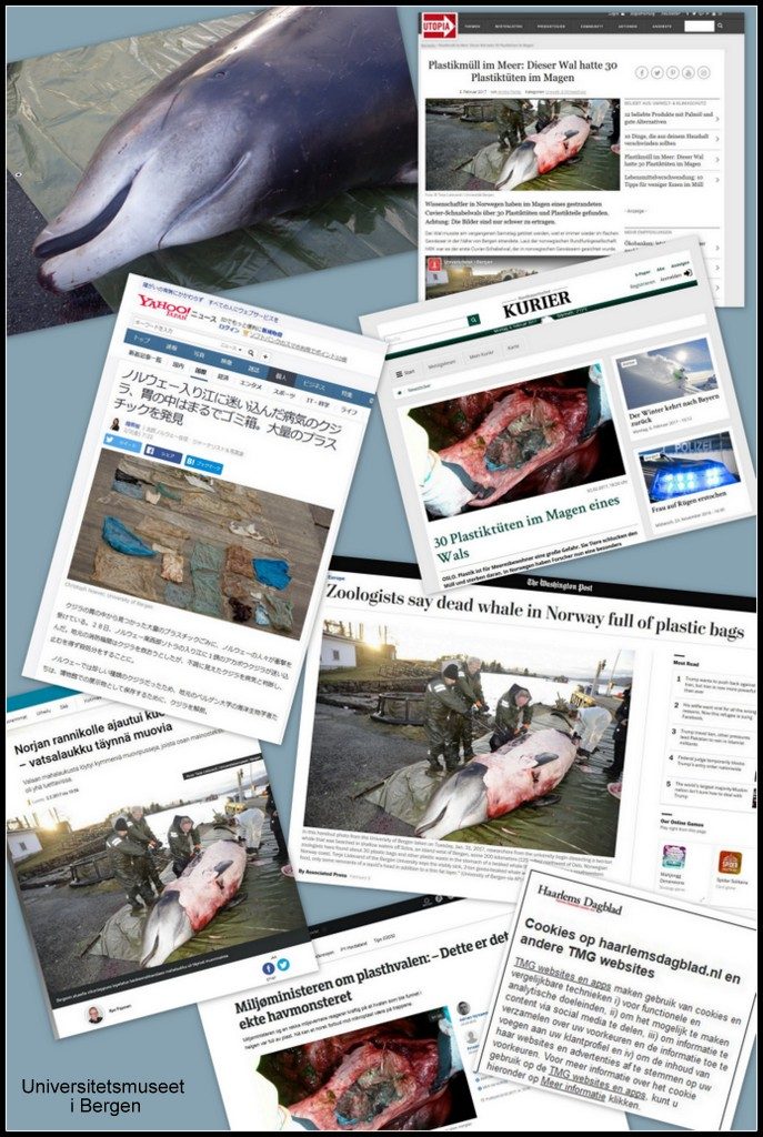 The news of the whale's stomach content became international news