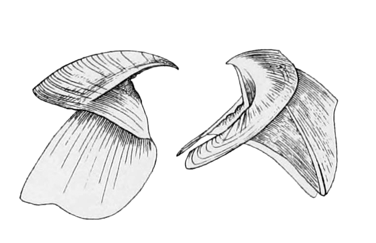 Cephalopod beak, drawing by J.H. Emerton from Wikimedia commons