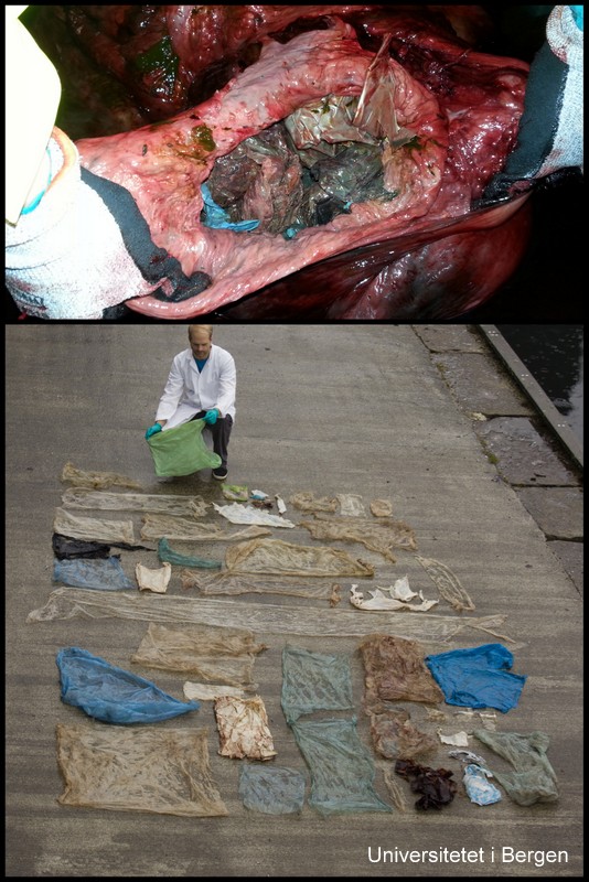 The plastic and and from the whale stomach