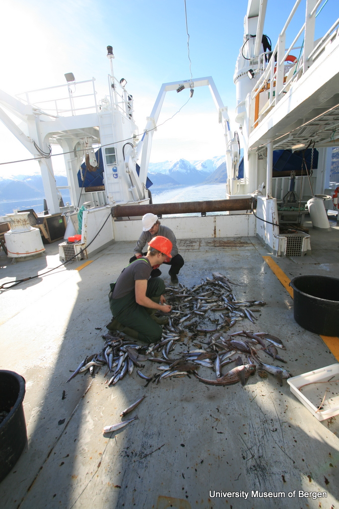 Henrik and Christoph sorting a shrimp trawl catch on deck