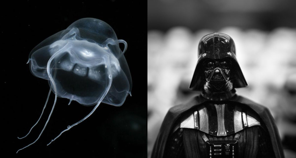 This is the original photograph by of a live specimen included in the description of the species, next to a pic of its look-alike. Photo of the jelly: Kevin Raskoff