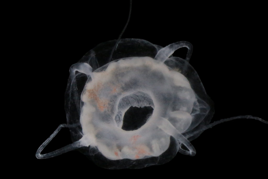The wide circular mouth of this animal (a characteristic shared with many other jellyfish in the Order Narcomedusae) is best seen from above. Photo: Aino Hosia