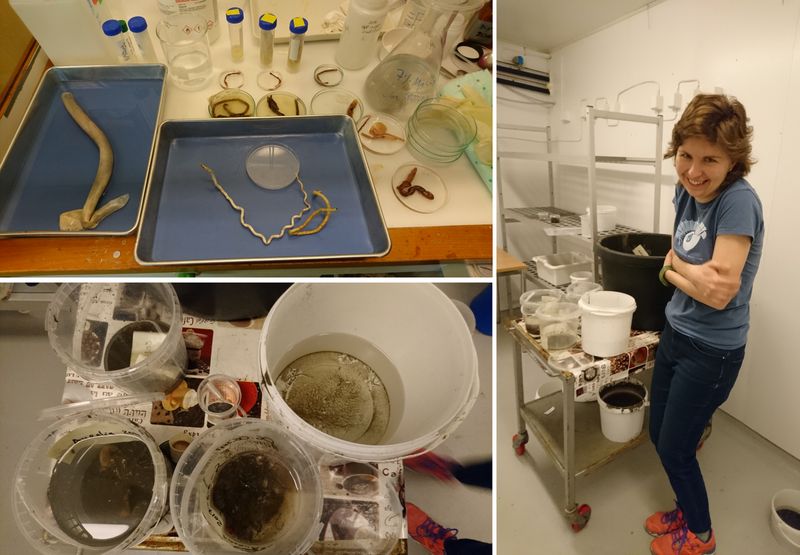 Samples-both brought from Russia, and caught locally - the live specimens are stored in the cold room , and we suffer a little when we og to get them..!