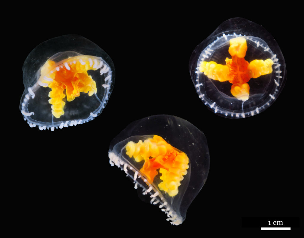 These beautiful medusae of Ptychogena crocea collected in Korsfjord were sexually mature. You can see the four gonads as folded masses of yellow tissue in each jellyfish.