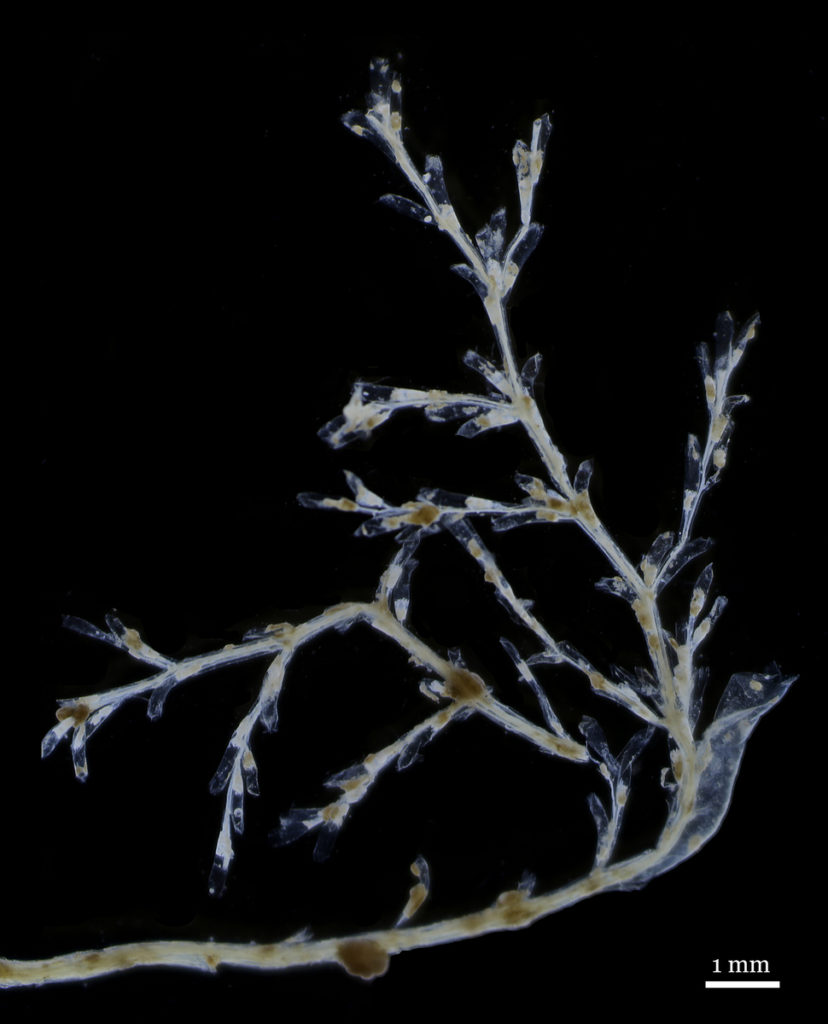 Hydroids of Stegopoma plicatile (like this one) from all over the world look very similar to each other, but may produce very different medusae.