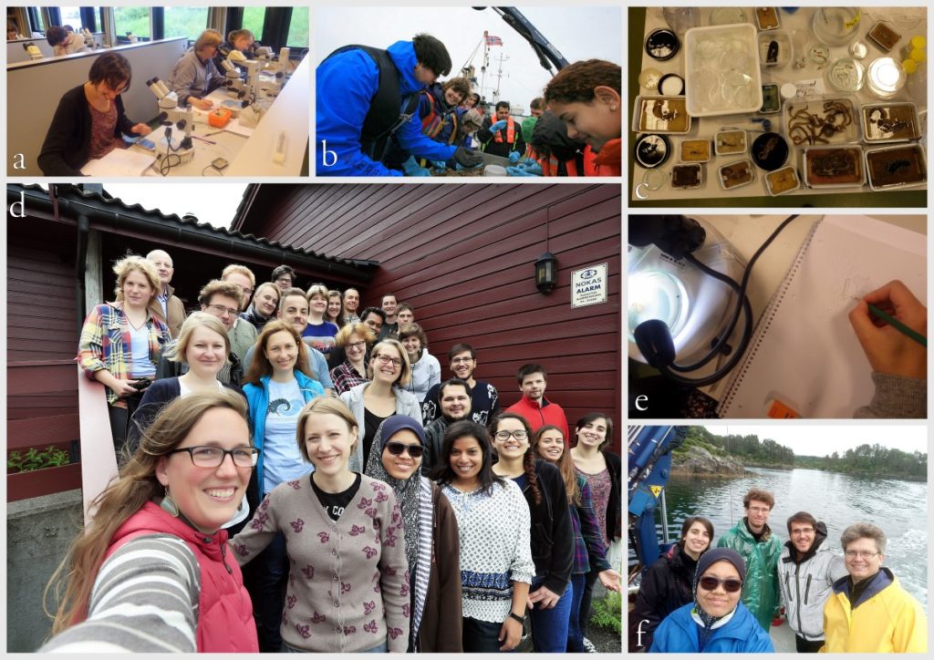 a)Students working in the lab; b) Picking interesting animals from the samples onboard R/V Hans Brattström; c) Animals to be studied; d) Group photo of most of the participants; e) Detailed study and drawing of a specimen; f) Field work onboard R/V Aurelia Fotos: K.Kongshavn (a,b,e), G. Kolbasova (c), G.Jolly (d), S. Rosli (f) 