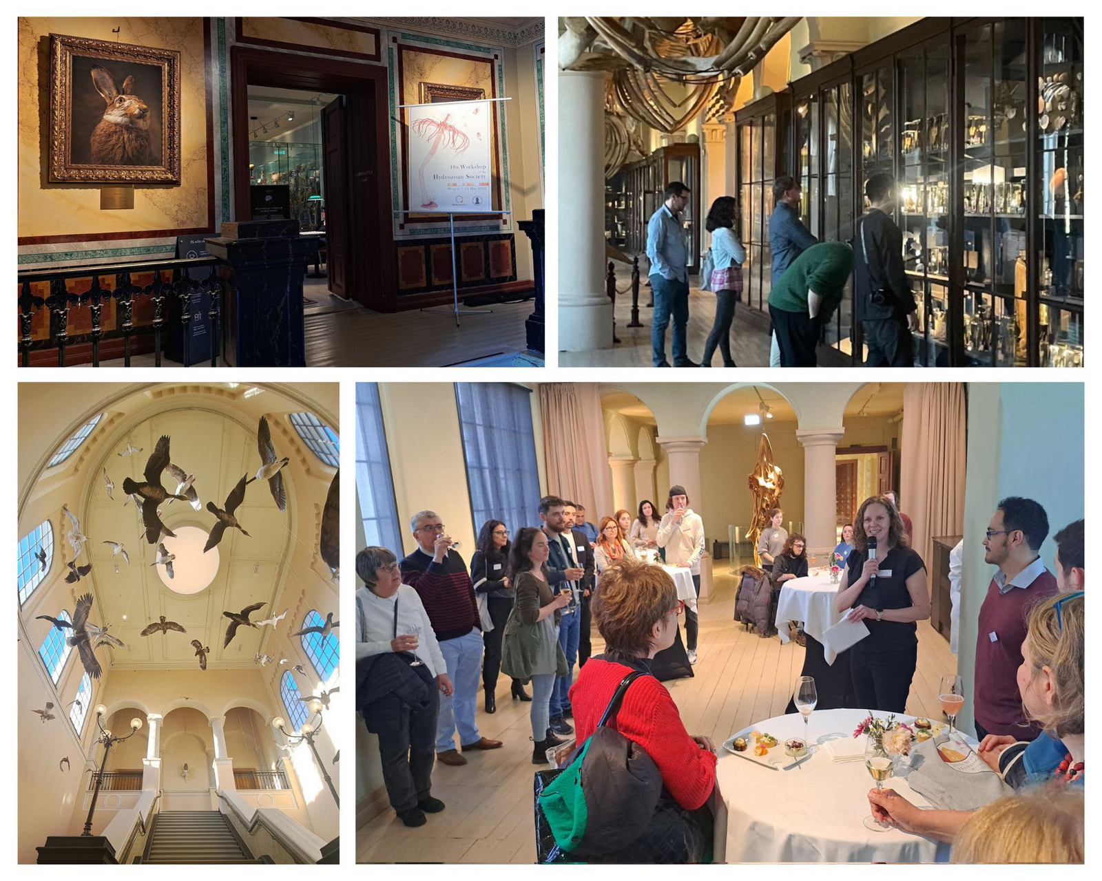 Three images together: one showing the (taxidermied) birds in the staircase of the museum exhibition, one showing participants studying the exhibits in the whale hall - a whale skeleton can be seen over them, and a photo from the reception where the society president is welcoming everyone 