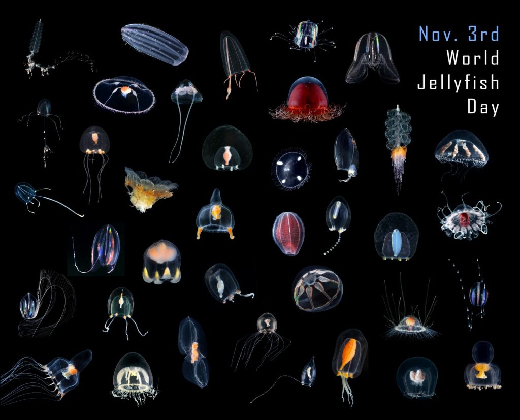 Black background, text in corner reads "Nov 3rd World Jellyfish Day". Shows 38 beautiful jellyfish, ranging from red to almost completely translucent.