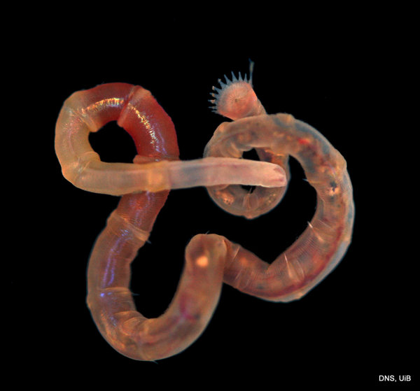 A member of the family Maldanidae or bamboo worms_Photo K Kongshavn © UiB
