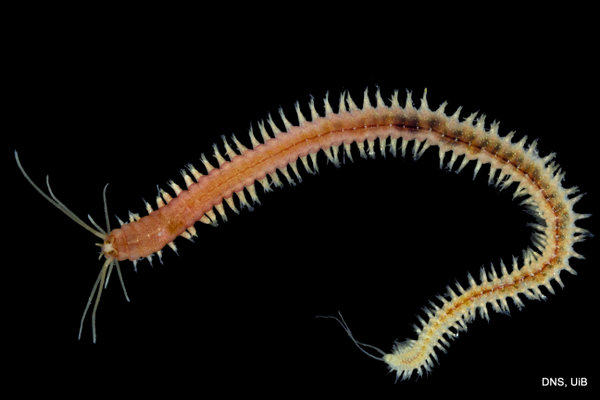 The 1st International Polychaete Day! | The Invertebrate Collections