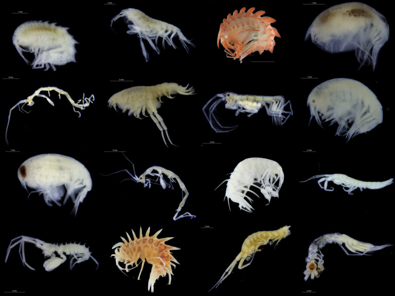 Thursday Amphipod — Norwegian Marine Amphipoda | The Invertebrate