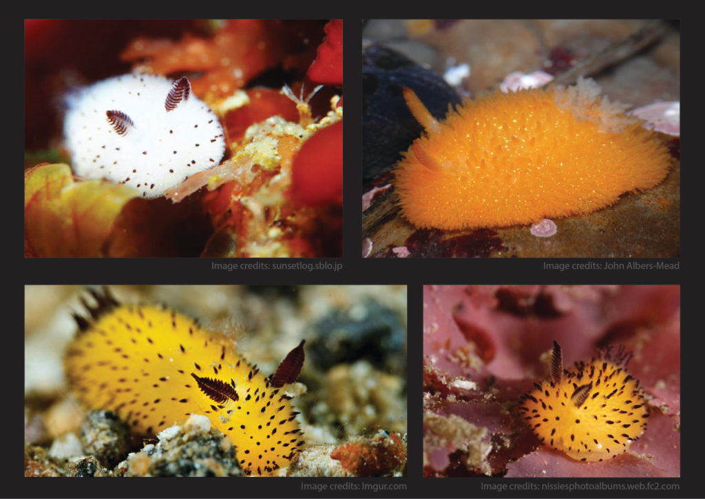 sea bunnies The Invertebrate Collections