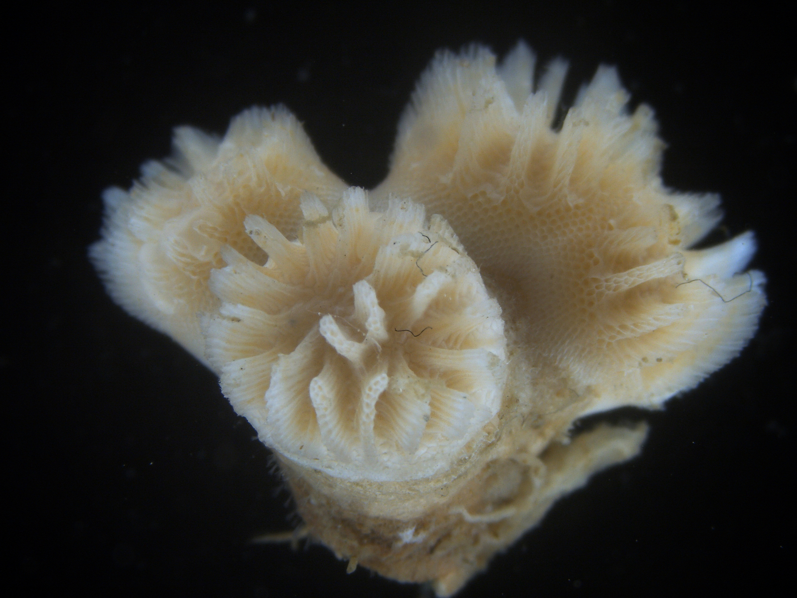 a colony of clacified bryozoa; it looks a bit like a piece of coral