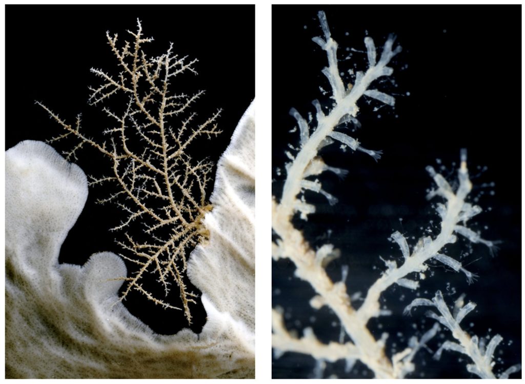 On black background branching animals looking a bit like corals