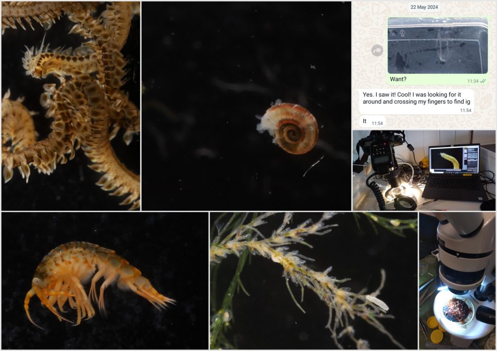 a collage of different animals; a bristle worm, a tiny snail, an amphipod and a bryozoan colony