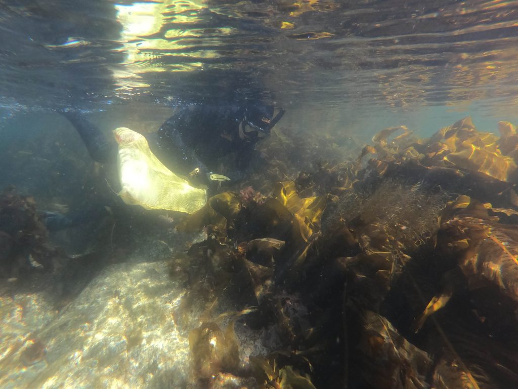 Underwater shot of a person snorkelling, collecting algae just below the surface