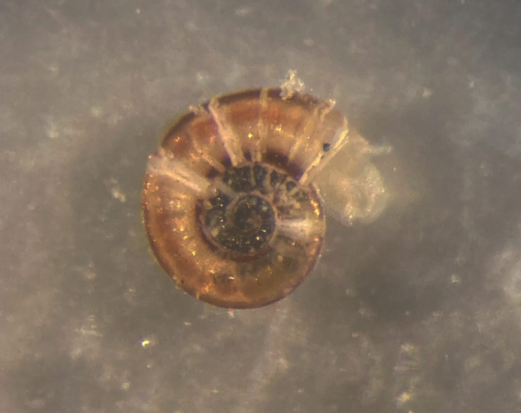 A small snail, looks a bit like an ammonite