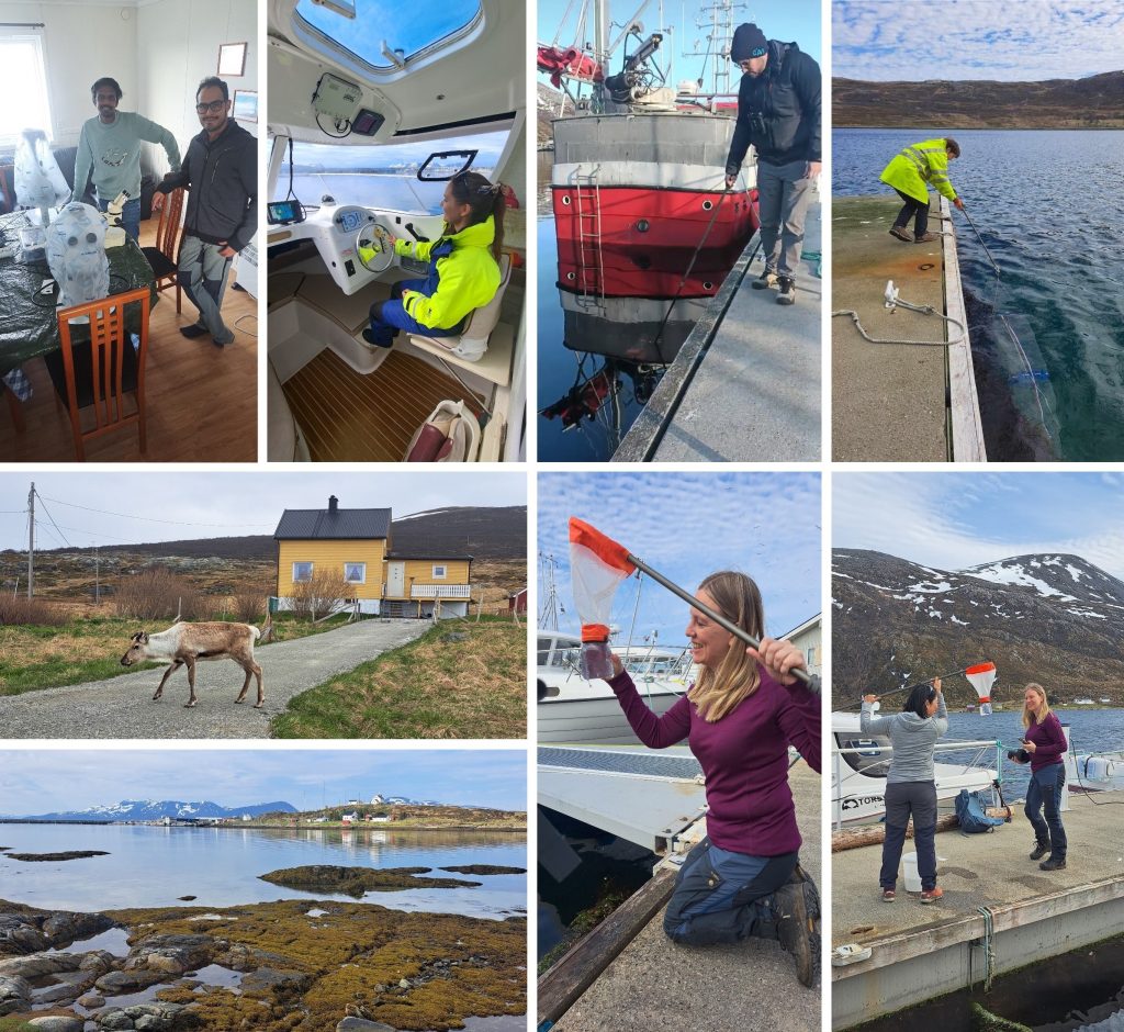 A photo collage of scientists at work, and a reindeer (presumably also at work)