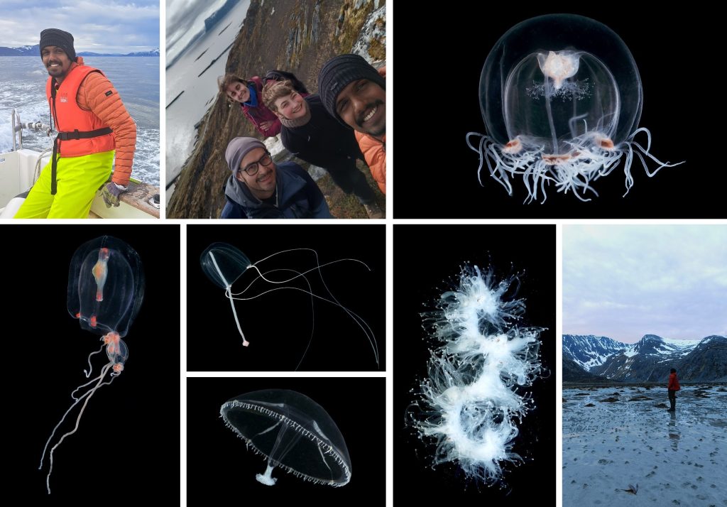 A collage of images, three showing happy poeple out in northern Norwegian nature, and five of different jellyfish photographed against a black baground