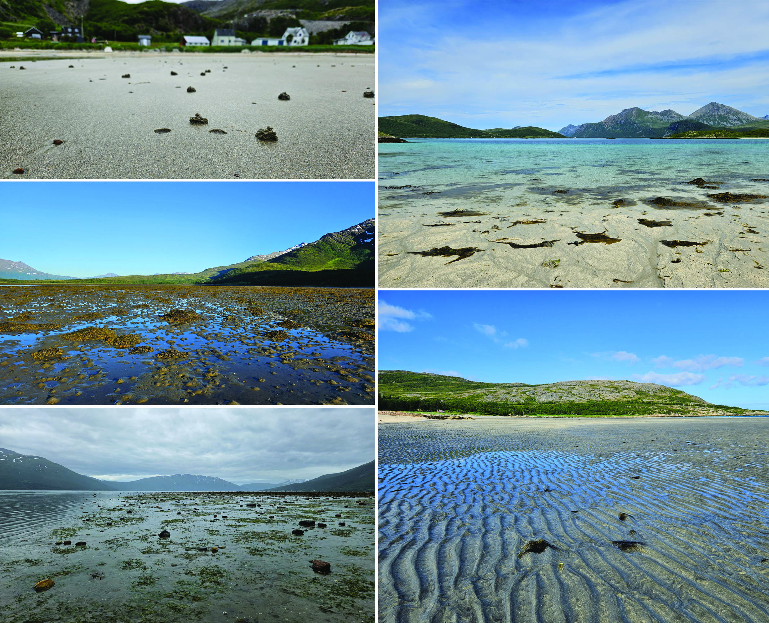 a collage of five images showing mudflats or sandy beaches in the intertidal zone