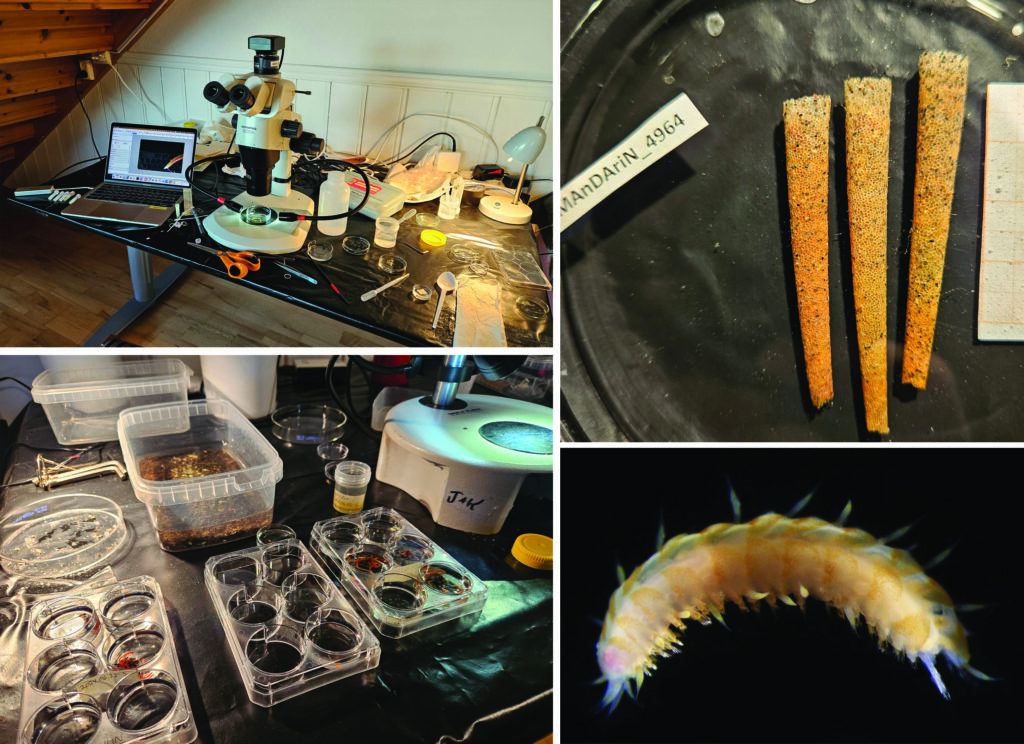 a collage of images showing the lab setup and two species of worms