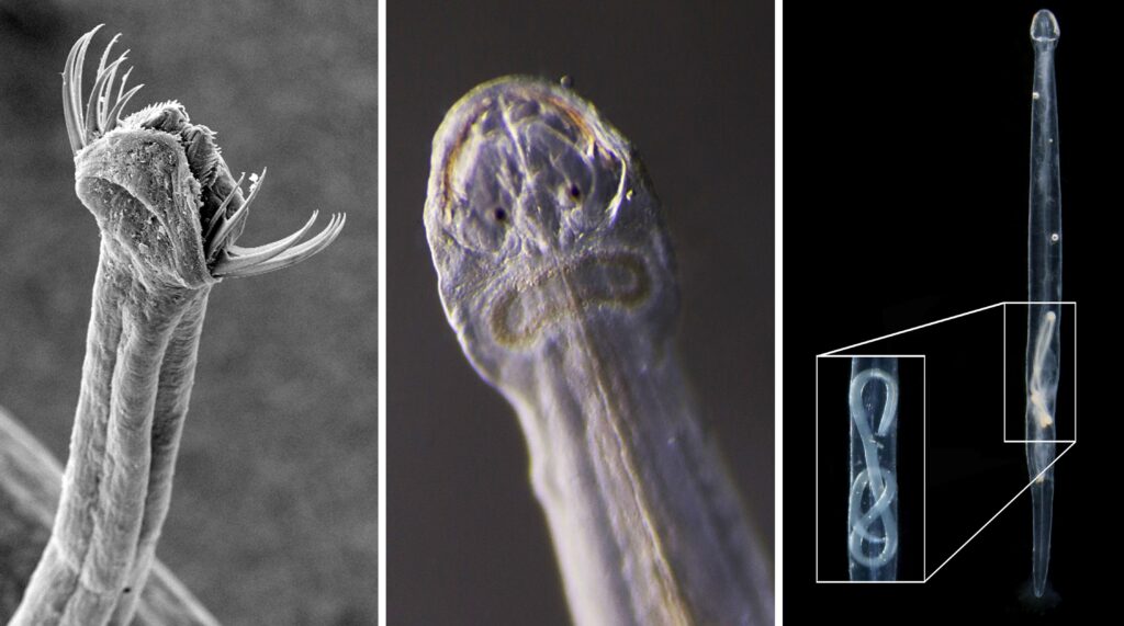 three images of arrow worms