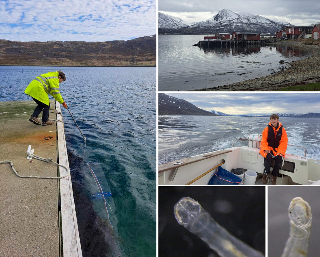 Five images in a collage: three shots of fieldwork/sampling site, and two of the arrow worm