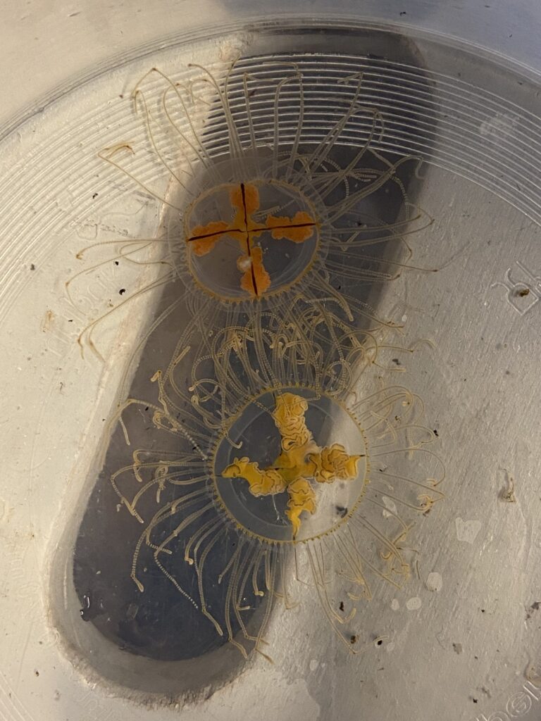 Two small jellyfish in a transparent bucket