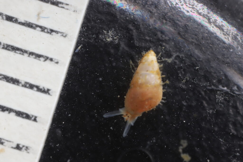 A small snail (3 mm) on a black background