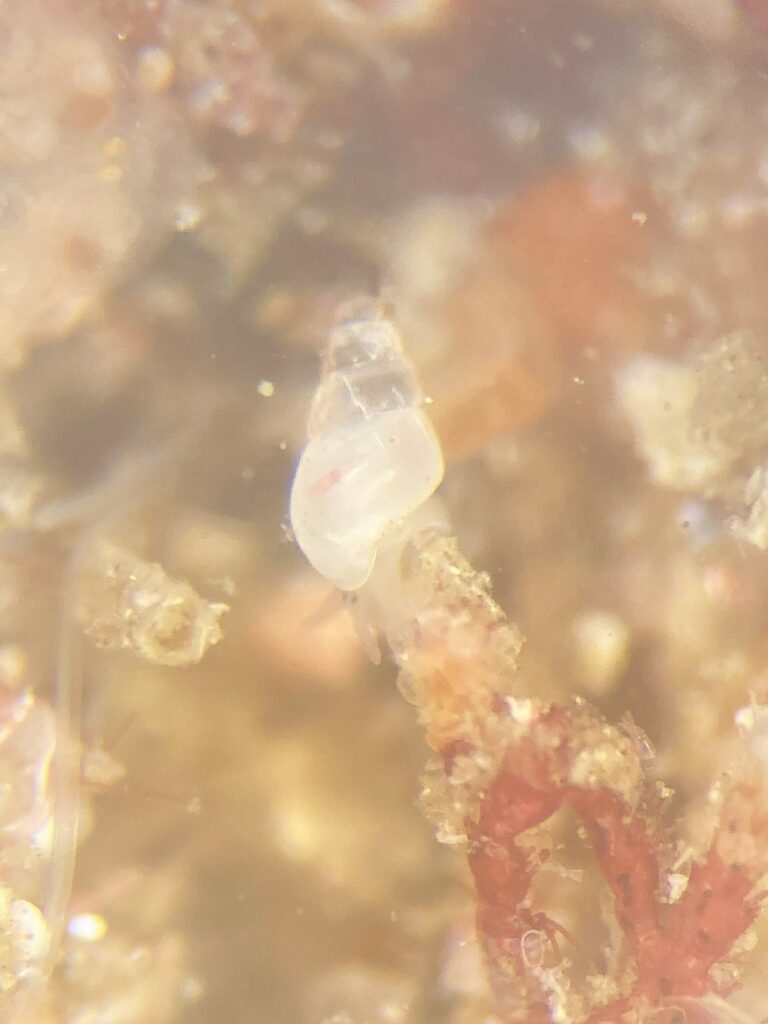 A small snail climbing on algae