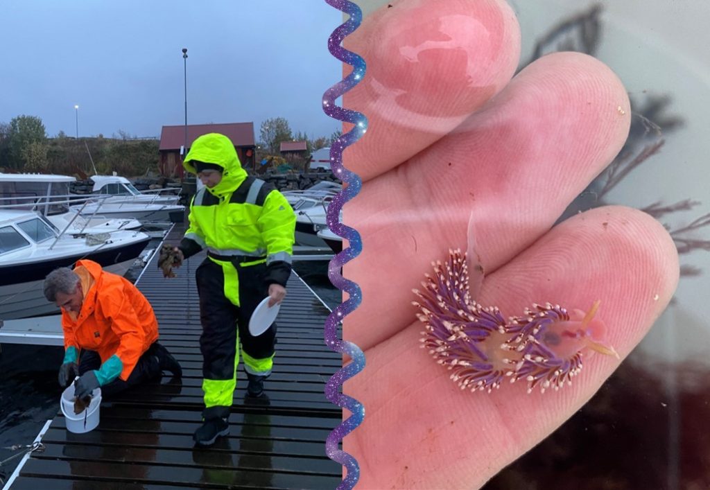 two people on a pier in raingear, and a colourful nudibranch held in a hand