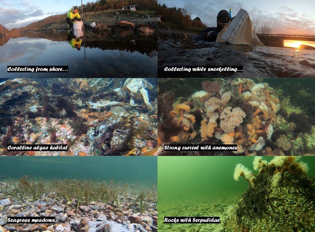 a collage of six photos showing different marine shallow water habitats